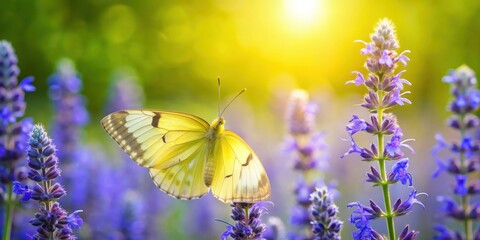 Butterfly Lemon butterfly on Meadow Clary flowers, butterfly, Lemon butterfly, Meadow Clary, flowers, nature, colorful