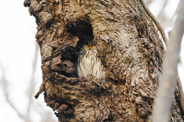 樹洞の中のエゾフクロウ