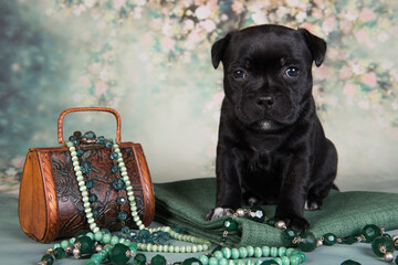 American Staffordshire Bull Terrier dog puppy with chest of jewels beads on green background