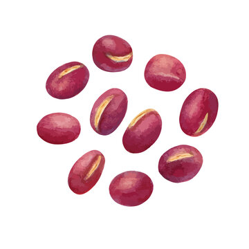 水彩手書きのあずきのベクターイラスト