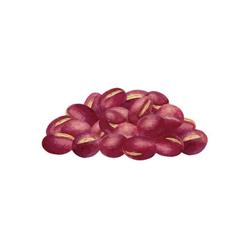 水彩手書きのあずきのベクターイラスト