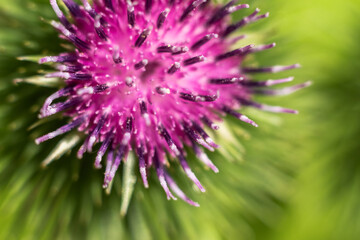 Close-up of Burdock Flower