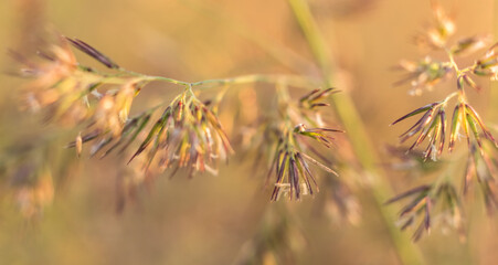 Close-up of Foxtail Plant (Genus Setaria)