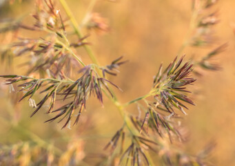 Close-up of Foxtail Plant (Genus Setaria)