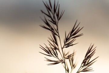 Sunset through Field Grass: Twilight Atmosphere