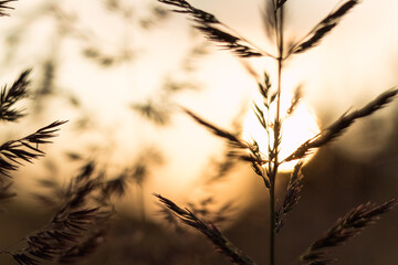 Sunset through Field Grass: Twilight Atmosphere