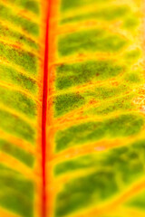 Close-up of Croton Houseplant Leaf © Alla