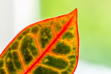 Close-up of Croton Houseplant Leaf © Alla
