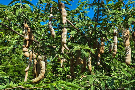 Ripe brown fruit pods and leaves of a Tamarind tree (Tamarindus indica) on a plantation in Thailand
