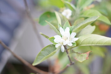 Small white flowers of apple tree with blurred background