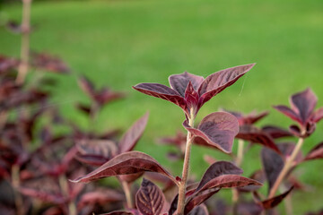 Purple leaves with light stems beautifully set against a blurred green background. The contrast of colors creates a striking and vibrant natural image, perfect for greenery and botanical beauty theme.