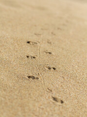 Turtle Tracks: Imprints on the Sand