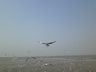 Graceful Seagulls Over the Open Water, Tranquil Seagulls in Blue Sky, Ocean Breeze and Seagulls Flying