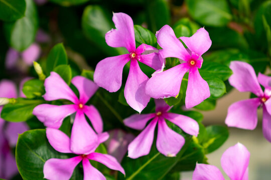 A close up of vibrant pink periwinkle flowers with delicate petals, set against lush green foliage. The bright colors make this perfect for themes of beauty and nature. Captured in Hastinapur, india.