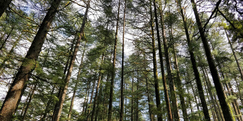 A serene view of tall pine trees stretching toward the sky with sunlight filtering through the dense canopy in uttarakhand india.The peaceful, tranquil forest ambiance makes it perfect for meditation.