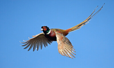pheasant in flight
