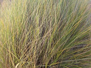 Fototapeta premium Reeds on the beach 