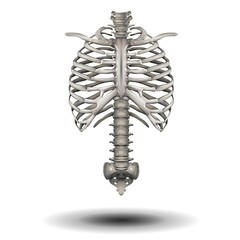 A detailed depiction of a human ribcage is presented, showing the intricate arrangement of ribs and spine. The shadow beneath adds depth to the anatomical structure.
