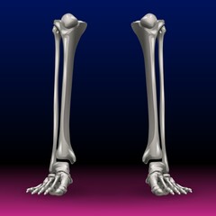 Two skeletal human legs are depicted against a gradient background transitioning from dark blue to pink. The bones are detailed and starkly highlighted, emphasizing the lower extremities.