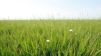 Fototapeta premium green grass on a white background