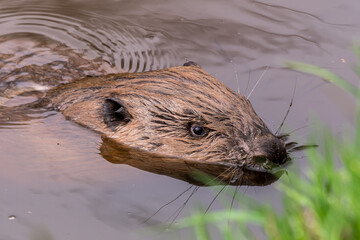 European beaver close-up in water - Hunze river, Drenthe, The Netherlands. © Henk Osinga