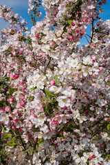 Malus Evereste Zierapfel Detail Bl&uuml;te