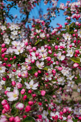 Malus 'Professor Sprenger' Zierapfel Detail Blüte