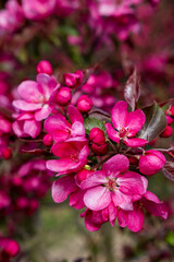Malus 'Rudolph' Zierapfel Detail Blüte
