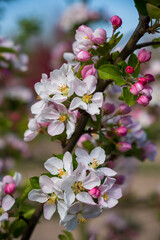 Malus 'Red Sentinel' Zierapfel Detail Blüte