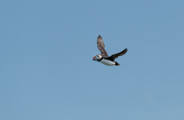 Puffin in flight carrying sand eels, Northumberland, England