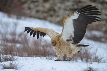 red tailed eagle