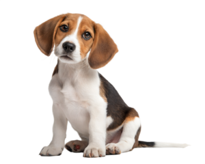 Australian foxhound puppy isolated on white background. Australian foxhound puppy sitting and looking at camera on white