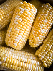Yellow fresh ears of sweet corn background. Showcasing freshness and abundance. Close up of yellow corn. Abstract food background