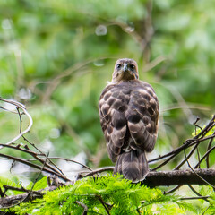 red tailed hawk buteo