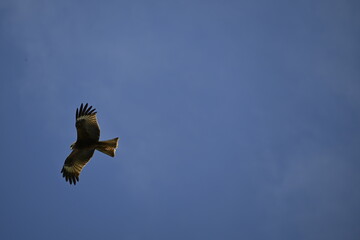 osprey in flight