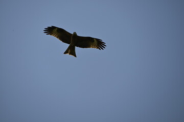 bald eagle in flight