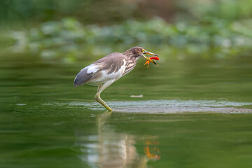 blue heron ardea cinerea
