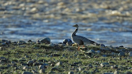 great blue heron ardea cinerea
