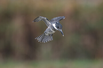 hummingbird in flight