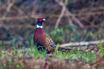 pheasant male in the grass