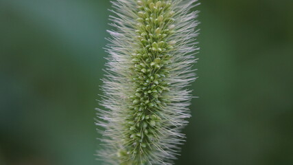 macro photography of foxtail grass