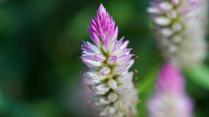 Obraz premium macro photography of pink cockscomb flower