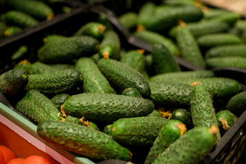 A high-angle, close-up shot displays a large pile of fresh, dark green cucumbers in a black plastic crate or container
