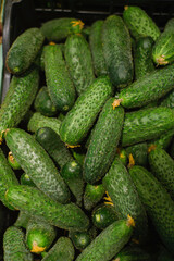 A high-angle, close-up shot displays a large pile of fresh, dark green cucumbers in a black plastic crate or container