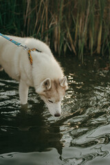 happy wolf-colored husky dog ​​smiling under the evening sunset © Людмила Таможенко