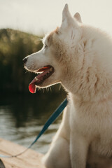 happy wolf-colored husky dog ​​smiling under the evening sunset © Людмила Таможенко