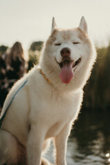 happy wolf-colored husky dog ​​smiling under the evening sunset