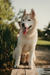 happy wolf-colored husky dog ​​smiling under the evening sunset