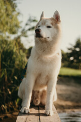 happy wolf-colored husky dog ​​smiling under the evening sunset © Людмила Таможенко