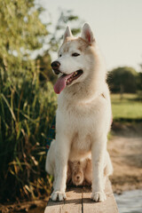 happy wolf-colored husky dog ​​smiling under the evening sunset